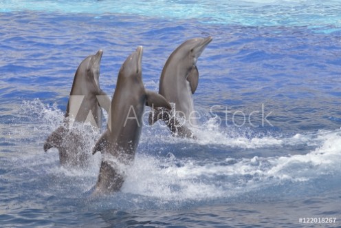 Picture of Three bottlenose dolphins Tursiops truncatus standing out of the water